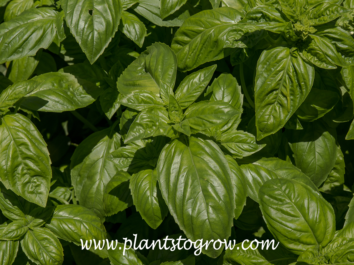 'Genovese' Sweet Basil (Ocimum basicilum)